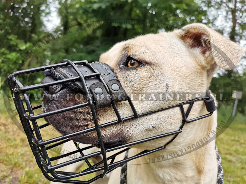 Rijke man leeftijd club Muilkorf voor alle weersomstandigheden voor Amstaff [M10##1106 Muilkorf  voor Amstaff] : Hondenwinkel met breide keuze van muilkorven, tuigen en  halsbanden!