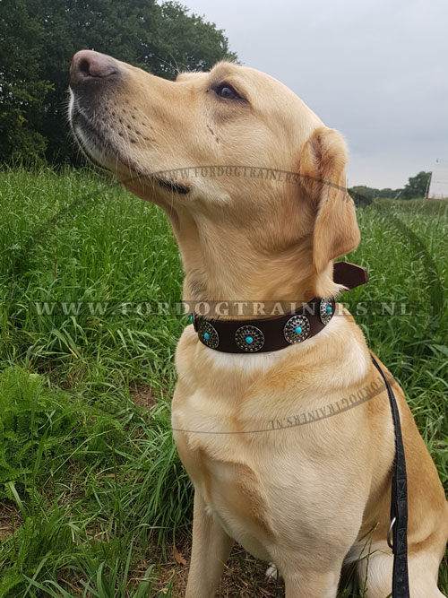 Labrador hondenhalsband van leer met blauwe stenen | Extra breed - Klik op de afbeelding om het venster te sluiten