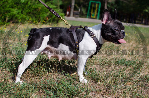opwinding ring China Leren Hondentuig voor Franse Bulldog Hondenras - €68.9