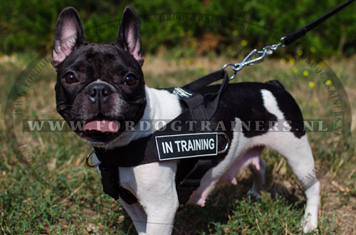 fout genezen Bewustzijn Nylon Hondentuig voor Fransebulldog Trainings - €34.9
