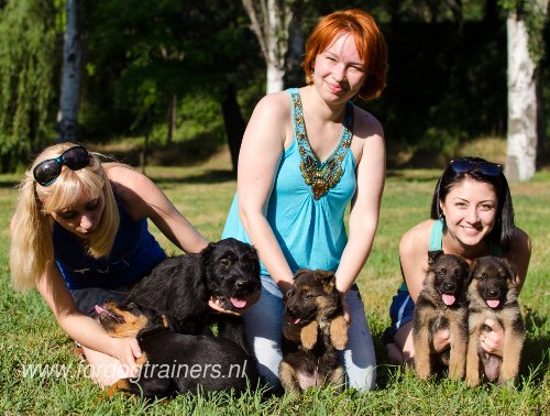 Hoe kun je een puppy aan de lijn leren lopen? : Hondenwinkel met breide keuze van muilkorven, tuigen halsbanden!